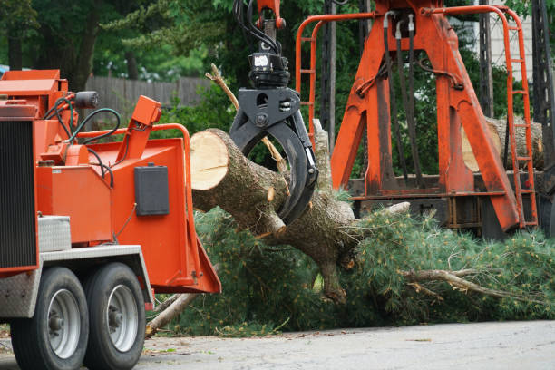 Best Seasonal Cleanup  in USA