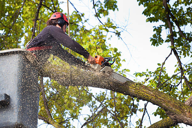 Best Tree Removal Service  in USA